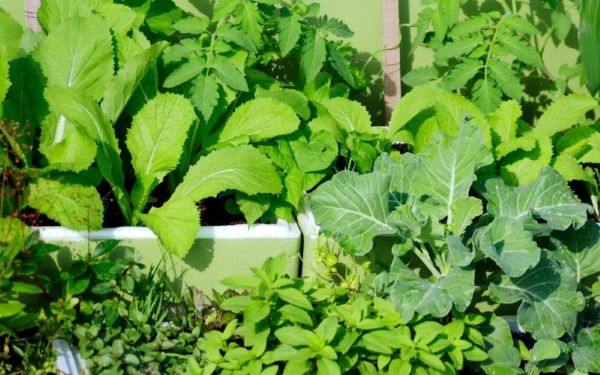 Tự trồng rau củ tại nhà giúp giảm chi phí thực phẩm và đảm bảo an toàn sức khỏe